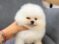 Show kalite ayı surat pomeranian yavrularımız