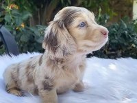 ISABELLA MERLE UZUN TÜYLÜ LONG HAİR DACHSHUND