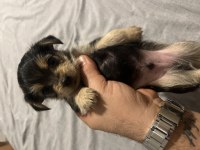 Yorkshire terrier 2. Sınıf
