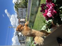 Pomeranian 11 aylık