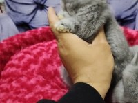 Cüce tavşan minilop ve teddy lop tavşan