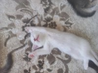 1,5 aylık siyam albino hem nadir hem genetik olarak nadir