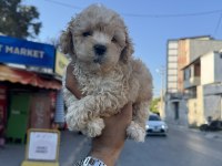 A Kalite Kore Maltipoo Yavrularımız
