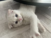 2 aylık scottish fold yavru kedimiz
