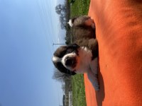 ırk ve sağlık garantili st bernard yavrular
