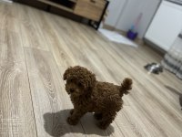 Yavru toy poodle eşyalarıyla beraber