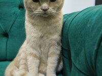 Saf Irk Scottish Fold