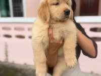 BABYFACE KÜT BURUN ERKEK VE DİŞİ GOLDEN RETRİEVER