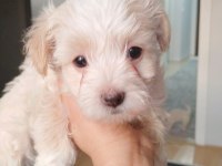 Ankara Maltipoo