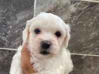 Orjinal kar beyaz bichon frise yavrular 