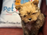 Petmode köpek çiftliğinden show kalite morkie yavrular