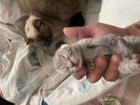 Yavru scottish fold kedisi