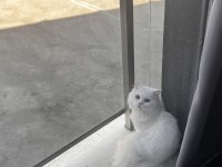 chinchilla erkek çok uysal sevecen