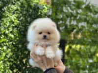 Muhteşem Güzellikte Pomeranian Boo Yavrular