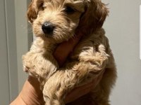 Orjinal maltipoo bebeklerim