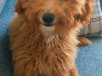 Yetişkin dişi maltipoo