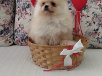 Dünyalar Güzeli Pomeranian Boo Erkek Yavru