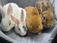 Cüce Netherland Dwarf Tavşan Yavrularımız