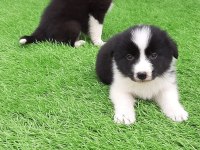 Birinci Sınıf Border Collie Yavruları 