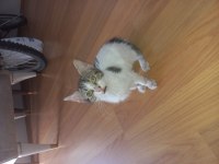 Acil ücretsiz yavru kedi sahiplendirme
