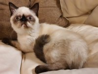 Safkan Exotic Shorthair Blue Point Dişi