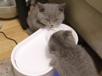 British Shorthair Yavrularım Yuvalarını Bekliyor