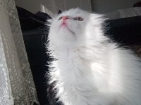 British longhair 1.5 aylık