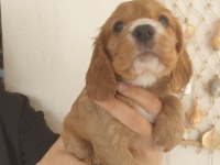 Çok ama çok uygun bayram şekeri cocker köpekler