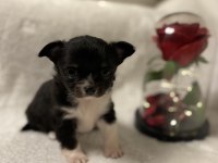 ANNE ALTINDAN TEACUP CHİHUAHUHA YAVRULAR