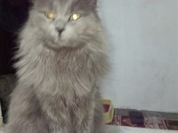 British Shorthair Kedisi Sahiplendirme