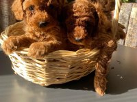 Kg Garantili Orijinal Poodle Yavrular 