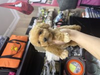 Maltipoo Dişi Erkek