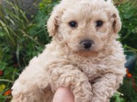 5 ADET YAVRU MALTİPOO