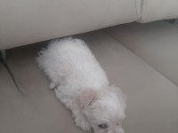 Yeni yuvasına gitmeye hazır maltese