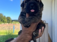 ÖZEL RENKLERE SAHİP CANE CORSO YAVRULAR