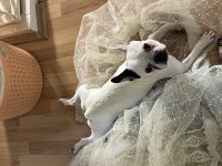 French Bulldog Aşıları Tam Kısırlaştırıldı
