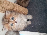 British longhair golden Black yavru