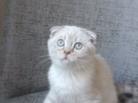 Scottish fold blue point erkek yavrumuz