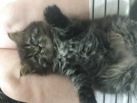 British longhair yavrular