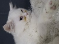3 aylık erkek şivava