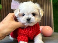 MALTESE YAVRU KÖPEKLERİMİZ
