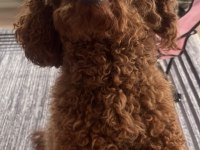 Ücretsiz Sahiplendirme Poodle Bebeğim