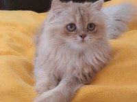 British longhair sevimli cana yakın uysal