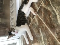 Oscar’a Ömür Yuva Arıyoruz