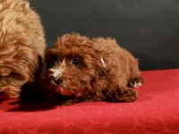 14 şubat doğumlu maltipoo yavrularım