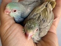 Fallow kırmızı göz turkuaz forpus bebekler