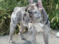 MERLE ÖZEL RENK FRENCH BULLDOG