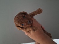 Mersin lokumu poodle yavrular bunlar
