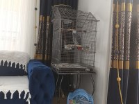 Üst düzey konuşma ve tüy yapılı jako papağanı