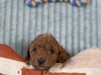 Eşsiz Güzellikte Toy Poodle Yavrumuz